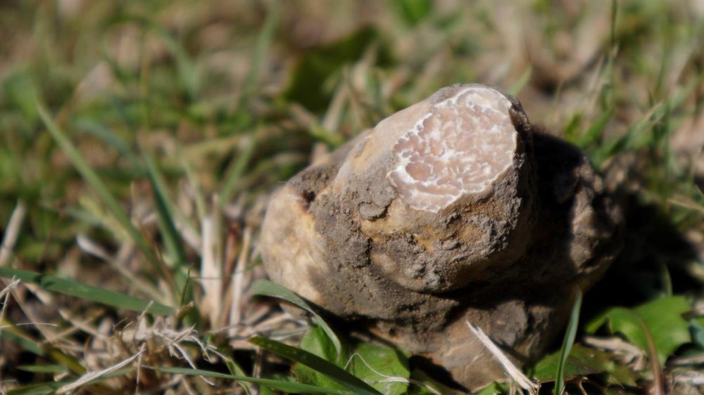 La truffe blanche, la plus rare et la plus chère, peut depuis 2008 être cultivée à partir de plants mycorhizés vendus par les pépinières Robin sous licence et contrôle de l’INRAE. Les premiers champignons ont été récoltés en dehors de l’aire naturelle de répartition. © Claude Murat-INRAE La truffe blanche, la plus rare et la plus chère, peut depuis 2008 être cultivée à partir de plants mycorhizés vendus par les pépinières Robin sous licence et contrôle de l’INRAE. Les premiers champignons ont été récoltés en dehors de l’aire naturelle de répartition. © Claude Murat-INRAE